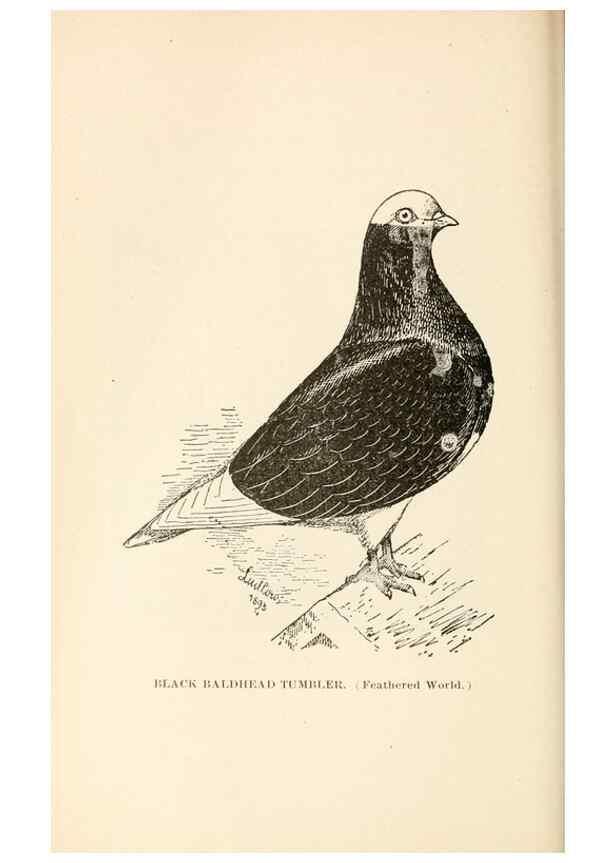 Reproducción/Reproduction 6986045738: Pigeons and all about them.. Boston,C.E. Twombly[c1898]