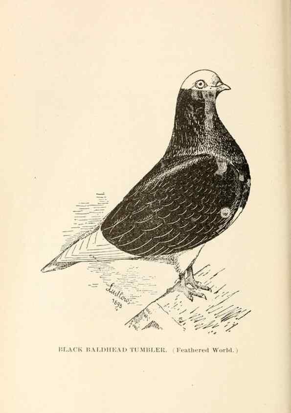 Reproducción/Reproduction 6986045738: Pigeons and all about them.. Boston,C.E. Twombly[c1898]