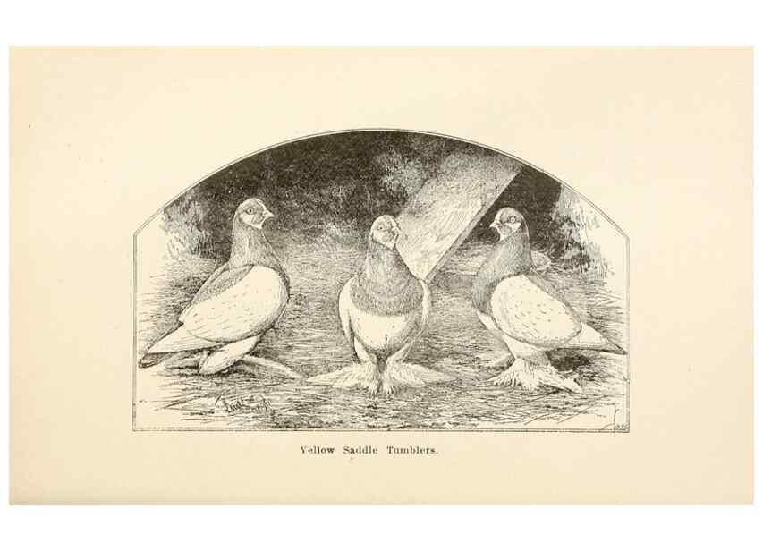 Reproducción/Reproduction 7132130921: Pigeons and all about them.. Boston,C.E. Twombly[c1898]