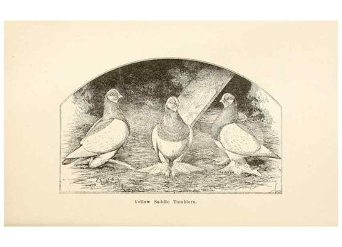 Reproducción/Reproduction 7132130921: Pigeons and all about them.. Boston,C.E. Twombly[c1898]