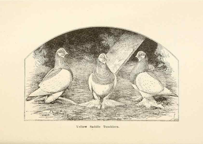 Reproducción/Reproduction 7132130921: Pigeons and all about them.. Boston,C.E. Twombly[c1898]