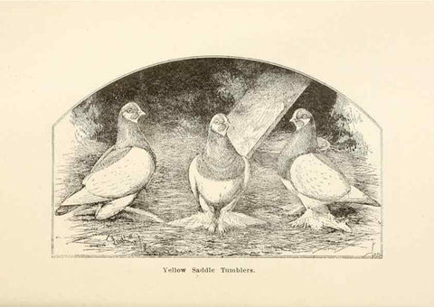Reproducción/Reproduction 7132130921: Pigeons and all about them.. Boston,C.E. Twombly[c1898]