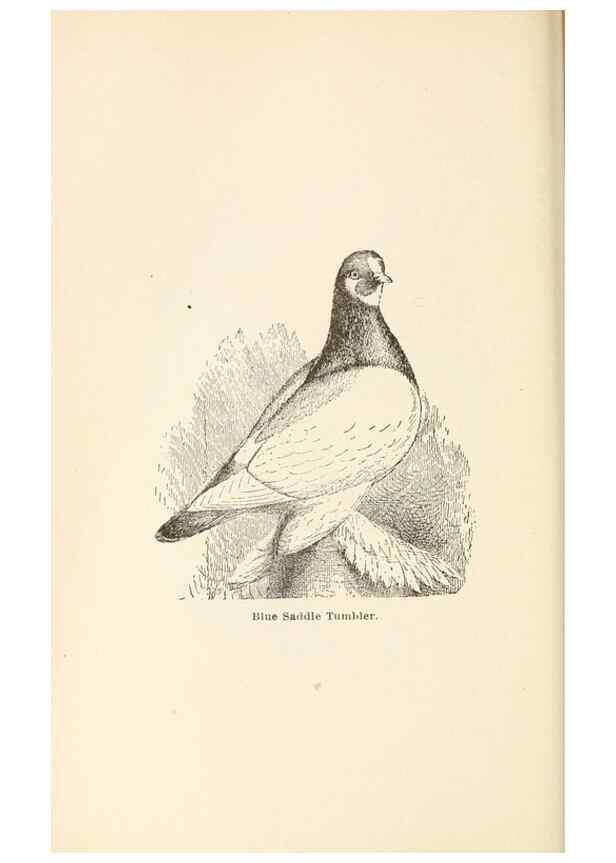 Reproducción/Reproduction 6986047986: Pigeons and all about them.. Boston,C.E. Twombly[c1898]