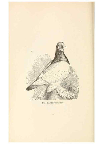 Reproducción/Reproduction 6986047986: Pigeons and all about them.. Boston,C.E. Twombly[c1898]
