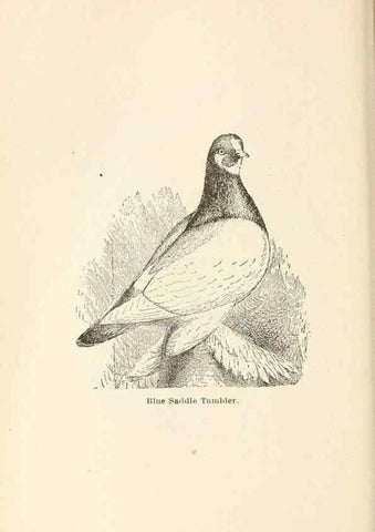 Reproducción/Reproduction 6986047986: Pigeons and all about them.. Boston,C.E. Twombly[c1898]