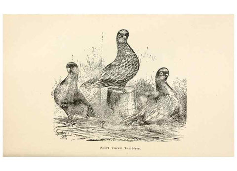 Reproducción/Reproduction 7132133295: Pigeons and all about them.. Boston,C.E. Twombly[c1898]
