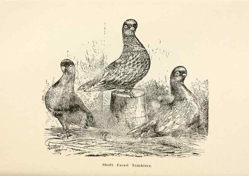 Reproducción/Reproduction 7132133295: Pigeons and all about them.. Boston,C.E. Twombly[c1898]