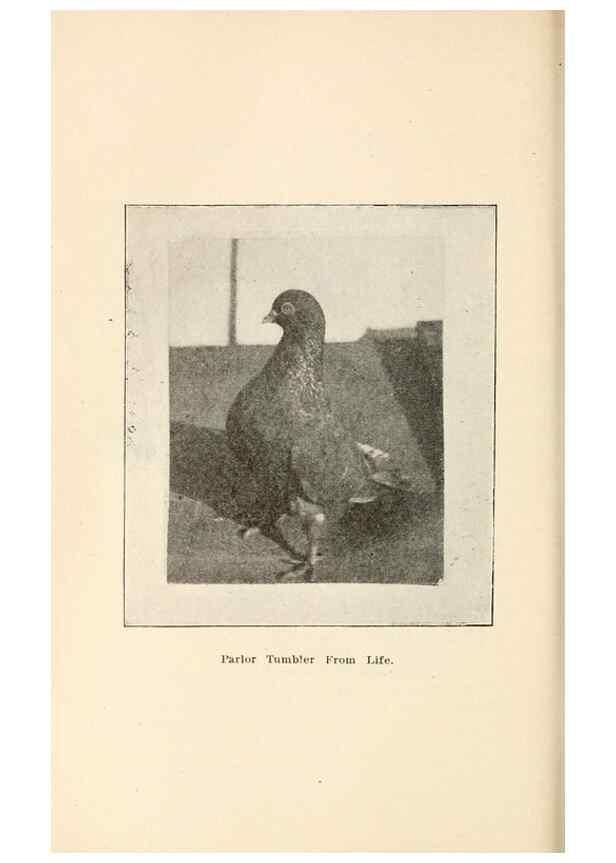 Reproducción/Reproduction 6986050522: Pigeons and all about them.. Boston,C.E. Twombly[c1898]