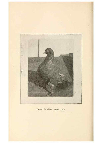 Reproducción/Reproduction 6986050522: Pigeons and all about them.. Boston,C.E. Twombly[c1898]