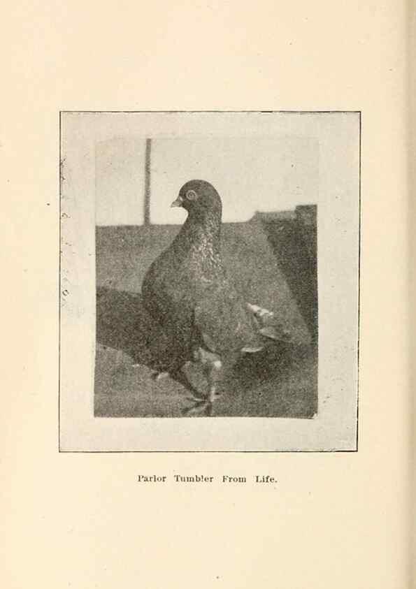 Reproducción/Reproduction 6986050522: Pigeons and all about them.. Boston,C.E. Twombly[c1898]