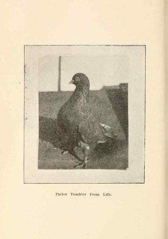 Reproducción/Reproduction 6986050522: Pigeons and all about them.. Boston,C.E. Twombly[c1898]