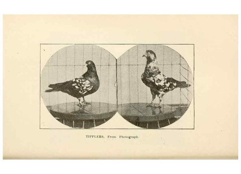 Reproducción/Reproduction 7132136789: Pigeons and all about them.. Boston,C.E. Twombly[c1898]