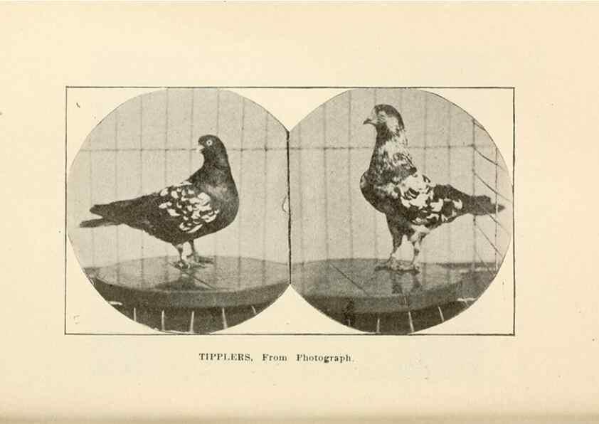 Reproducción/Reproduction 7132136789: Pigeons and all about them.. Boston,C.E. Twombly[c1898]