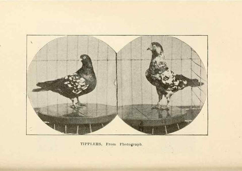 Reproducción/Reproduction 7132136789: Pigeons and all about them.. Boston,C.E. Twombly[c1898]