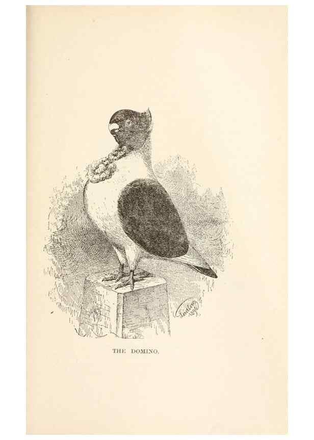 Reproducción/Reproduction 7132120263: Pigeons and all about them.. Boston,C.E. Twombly[c1898]