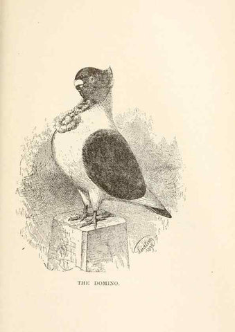 Reproducción/Reproduction 7132120263: Pigeons and all about them.. Boston,C.E. Twombly[c1898]