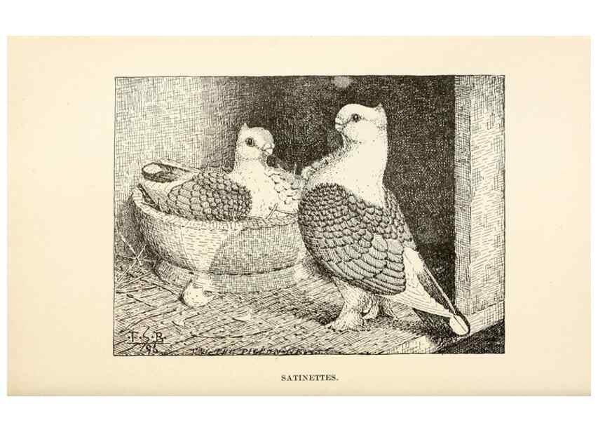 Reproducción/Reproduction 7132117401: Pigeons and all about them.. Boston,C.E. Twombly[c1898]