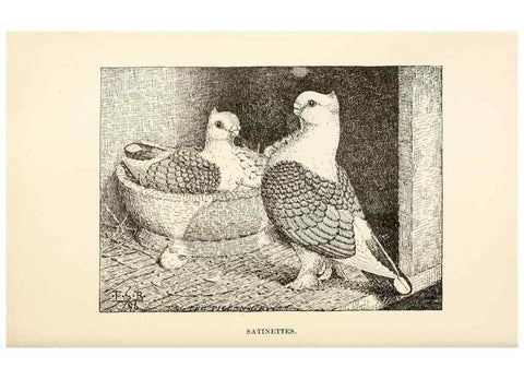 Reproducción/Reproduction 7132117401: Pigeons and all about them.. Boston,C.E. Twombly[c1898]