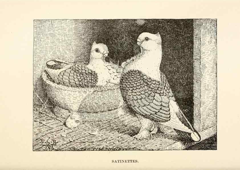 Reproducción/Reproduction 7132117401: Pigeons and all about them.. Boston,C.E. Twombly[c1898]