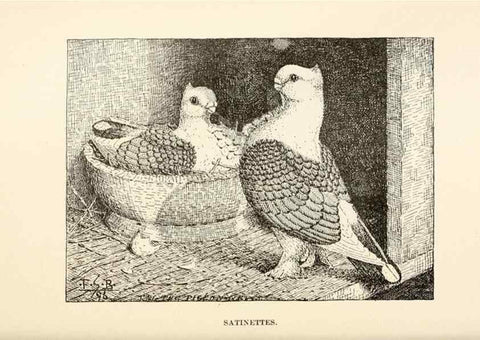 Reproducción/Reproduction 7132117401: Pigeons and all about them.. Boston,C.E. Twombly[c1898]