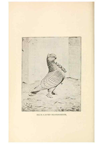 Reproducción/Reproduction 7132116029: Pigeons and all about them.. Boston,C.E. Twombly[c1898]