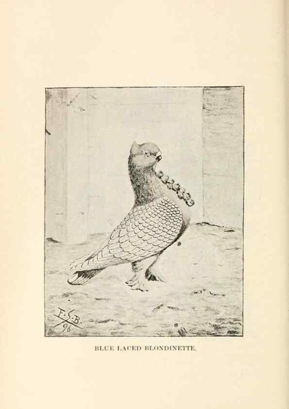Reproducción/Reproduction 7132116029: Pigeons and all about them.. Boston,C.E. Twombly[c1898]