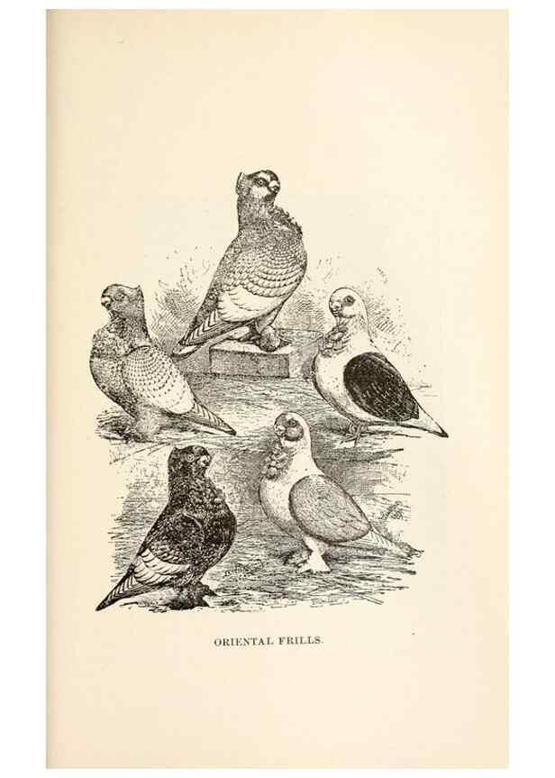 Reproducción/Reproduction 7132114937: Pigeons and all about them.. Boston,C.E. Twombly[c1898]