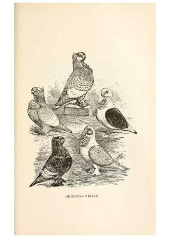 Reproducción/Reproduction 7132114937: Pigeons and all about them.. Boston,C.E. Twombly[c1898]