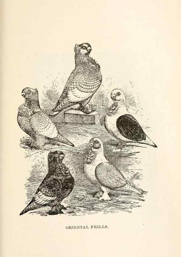 Reproducción/Reproduction 7132114937: Pigeons and all about them.. Boston,C.E. Twombly[c1898]