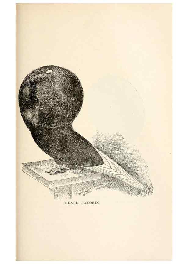 Reproducción/Reproduction 7132095821: Pigeons and all about them.. Boston,C.E. Twombly[c1898]