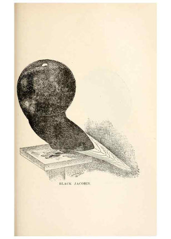 Reproducción/Reproduction 7132095821: Pigeons and all about them.. Boston,C.E. Twombly[c1898]