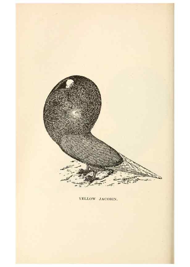 Reproducción/Reproduction 7132096853: Pigeons and all about them.. Boston,C.E. Twombly[c1898]