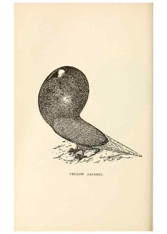 Reproducción/Reproduction 7132096853: Pigeons and all about them.. Boston,C.E. Twombly[c1898]