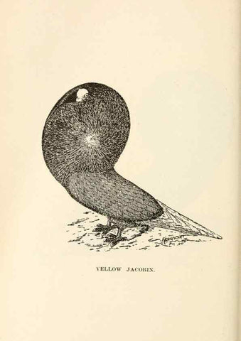 Reproducción/Reproduction 7132096853: Pigeons and all about them.. Boston,C.E. Twombly[c1898]