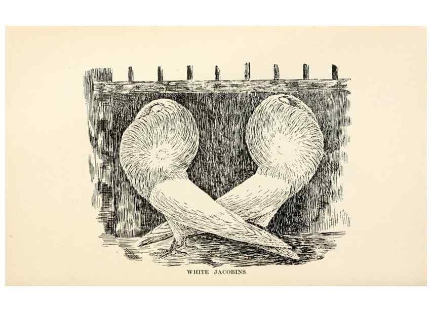 Reproducción/Reproduction 6986014396: Pigeons and all about them.. Boston,C.E. Twombly[c1898]