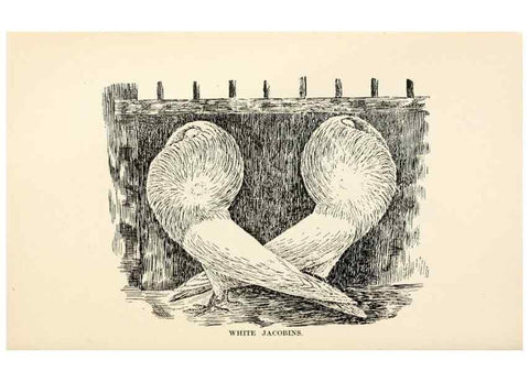 Reproducción/Reproduction 6986014396: Pigeons and all about them.. Boston,C.E. Twombly[c1898]
