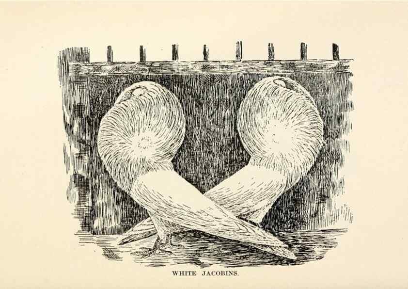 Reproducción/Reproduction 6986014396: Pigeons and all about them.. Boston,C.E. Twombly[c1898]