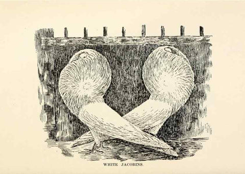 Reproducción/Reproduction 6986014396: Pigeons and all about them.. Boston,C.E. Twombly[c1898]