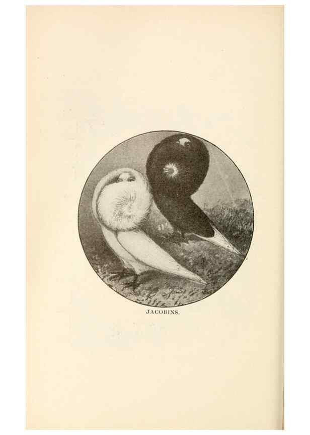 Reproducción/Reproduction 6986015246: Pigeons and all about them.. Boston,C.E. Twombly[c1898]