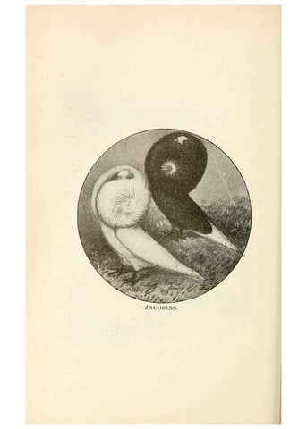 Reproducción/Reproduction 6986015246: Pigeons and all about them.. Boston,C.E. Twombly[c1898]