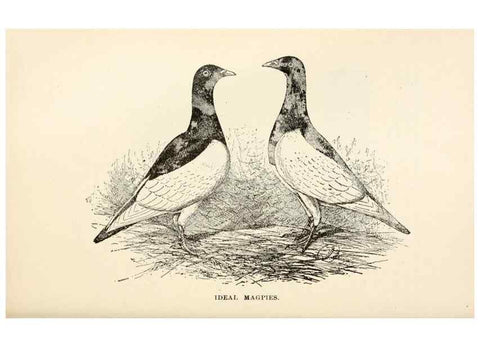 Reproducción/Reproduction 6986016350: Pigeons and all about them.. Boston,C.E. Twombly[c1898]
