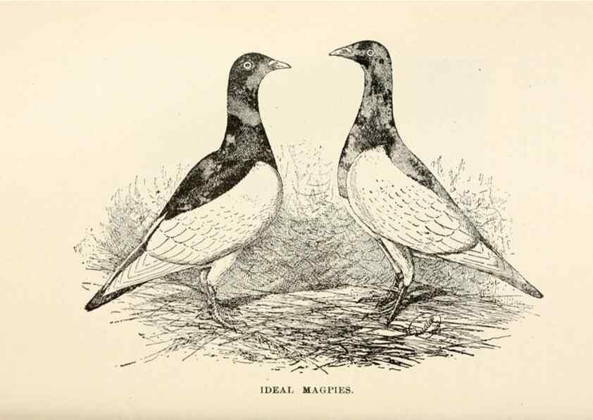 Reproducción/Reproduction 6986016350: Pigeons and all about them.. Boston,C.E. Twombly[c1898]