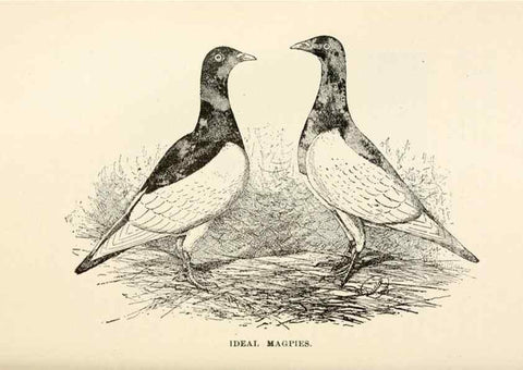 Reproducción/Reproduction 6986016350: Pigeons and all about them.. Boston,C.E. Twombly[c1898]