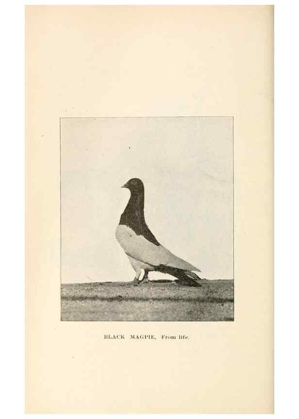 Reproducción/Reproduction 7132101063: Pigeons and all about them.. Boston,C.E. Twombly[c1898]