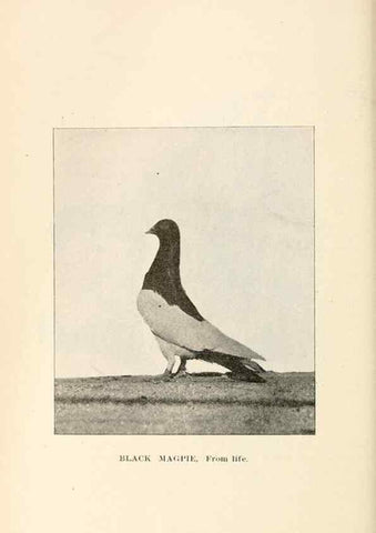 Reproducción/Reproduction 7132101063: Pigeons and all about them.. Boston,C.E. Twombly[c1898]