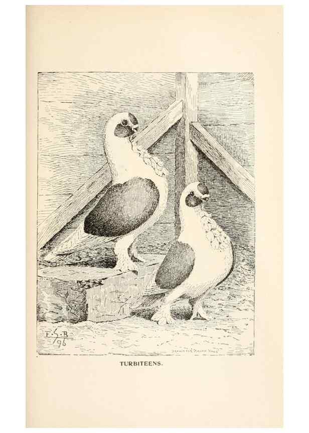 Reproducción/Reproduction 7132103149: Pigeons and all about them.. Boston,C.E. Twombly[c1898]