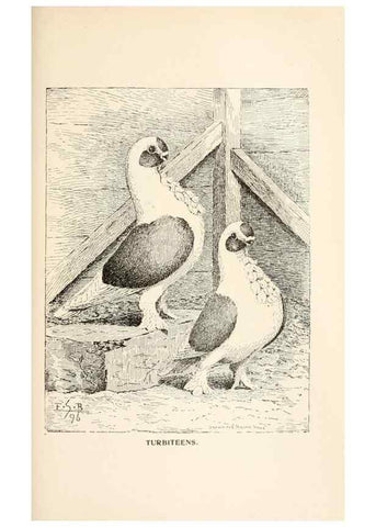 Reproducción/Reproduction 7132103149: Pigeons and all about them.. Boston,C.E. Twombly[c1898]