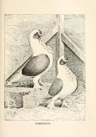Reproducción/Reproduction 7132103149: Pigeons and all about them.. Boston,C.E. Twombly[c1898]
