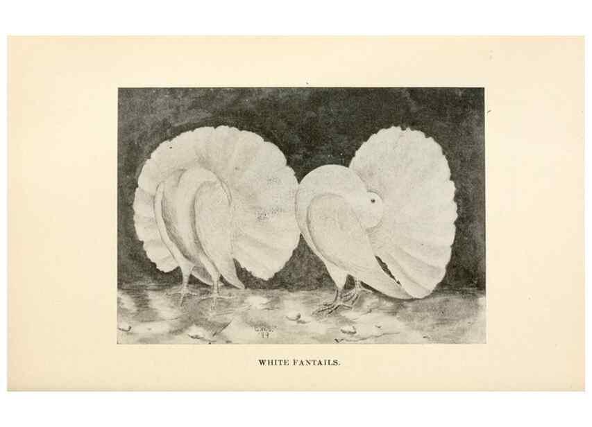 Reproducción/Reproduction 7132093497: Pigeons and all about them.. Boston,C.E. Twombly[c1898]