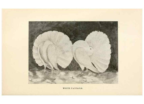 Reproducción/Reproduction 7132093497: Pigeons and all about them.. Boston,C.E. Twombly[c1898]